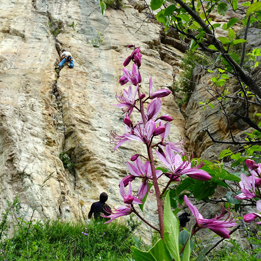 stage escalade progression hautes alpes