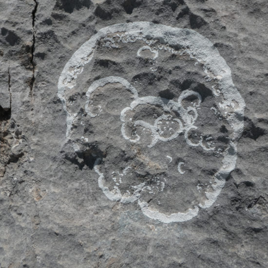 Lichen sur calcaire