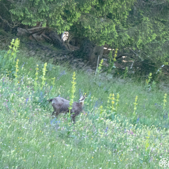 Un chamois à la Forclaz