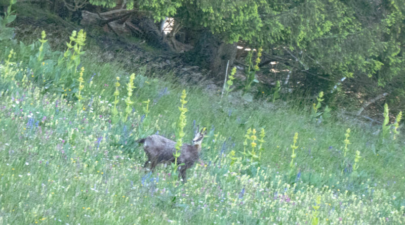 chamois