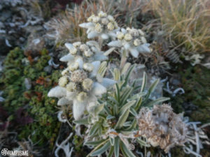 edelweiss val cogne