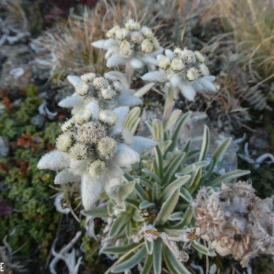 Edelweiss, Val de Cogne, Italie
