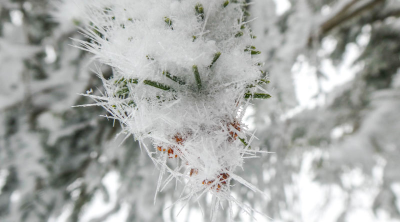 neige