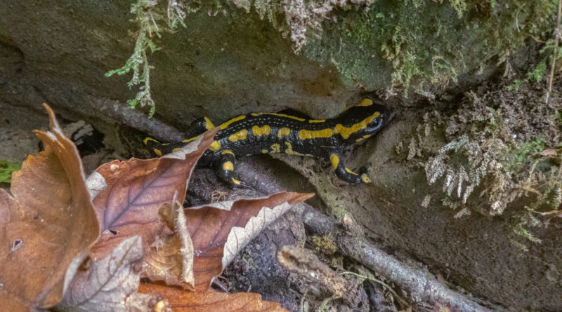 salamandre grimpisme entraineur escalade