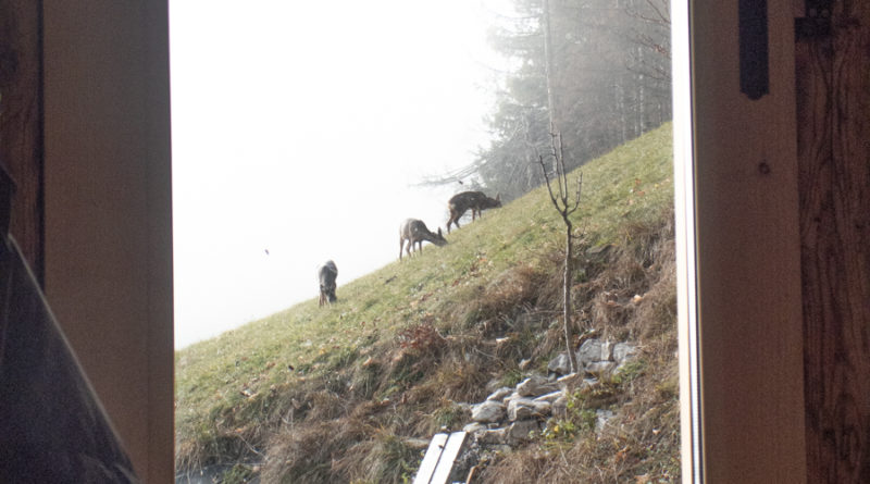 chamois montagne