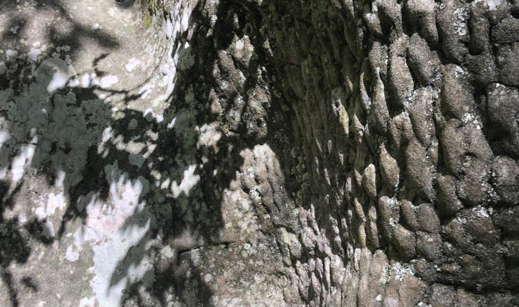 bloc fontainebleau bouldering